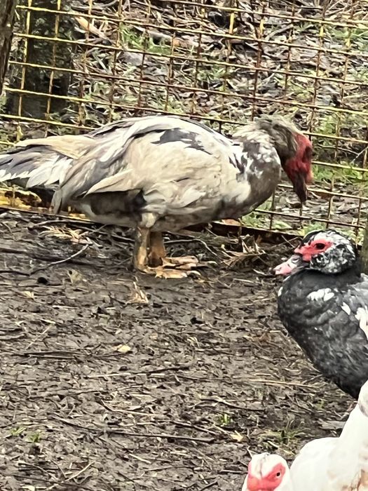 De vanzare rațe leșești