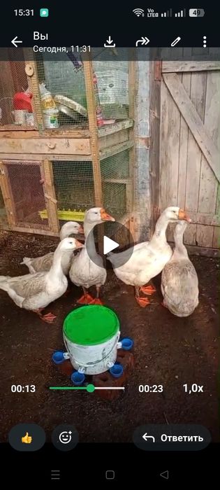 Продам Гусей Линда