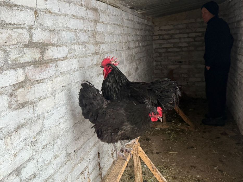 Джерсиский гигант