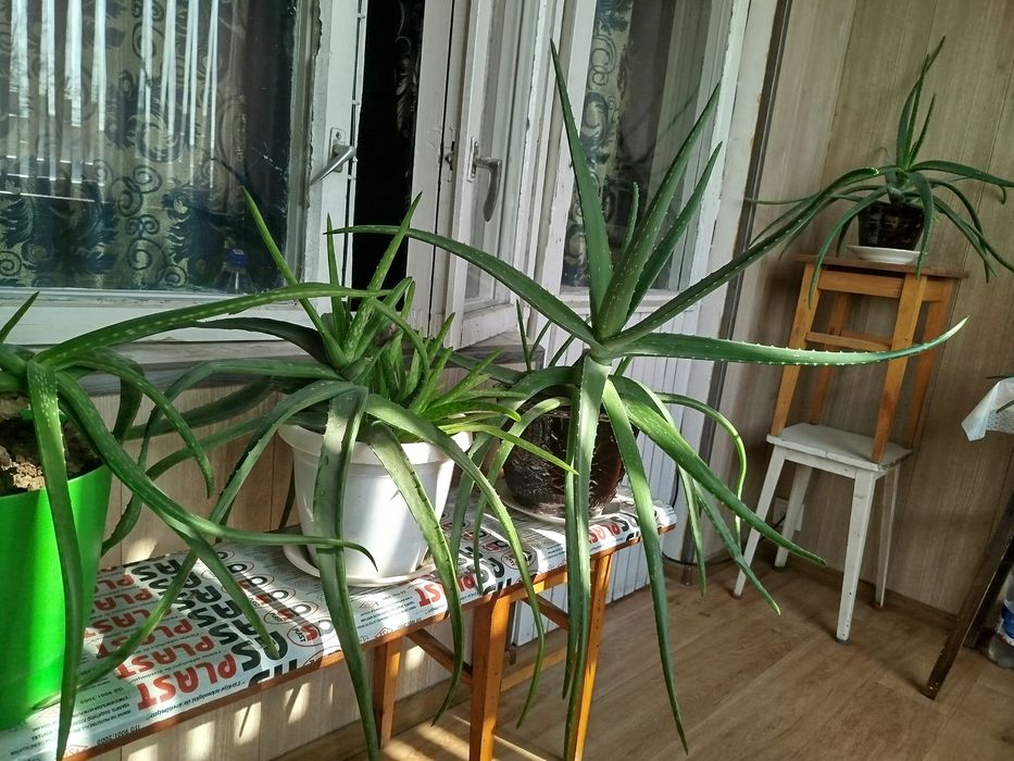 Продам алоэ вера