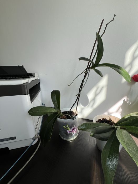 Комнатные цветы орхидея