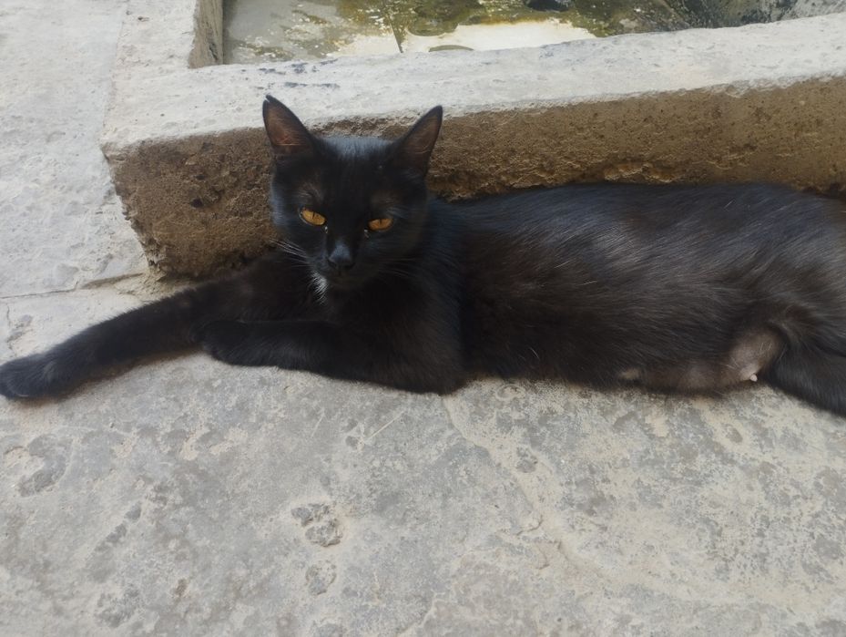 Uy mushugi beriladi