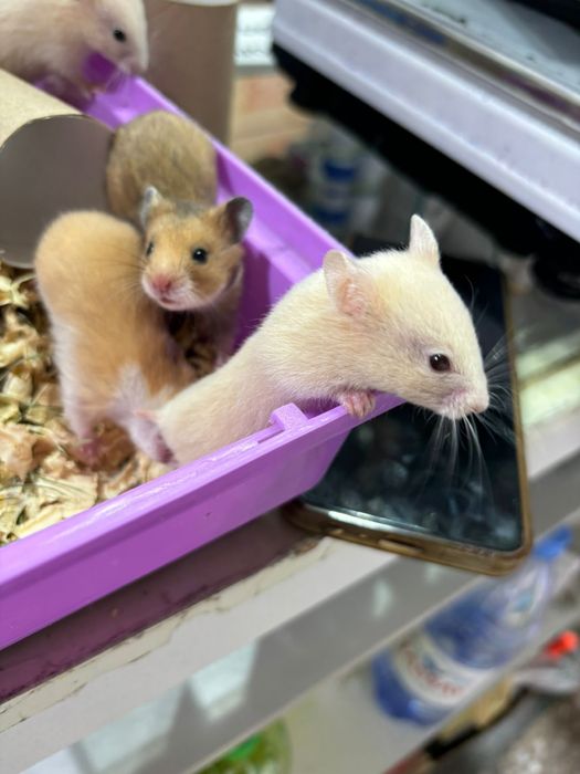 Сирийские хомяки