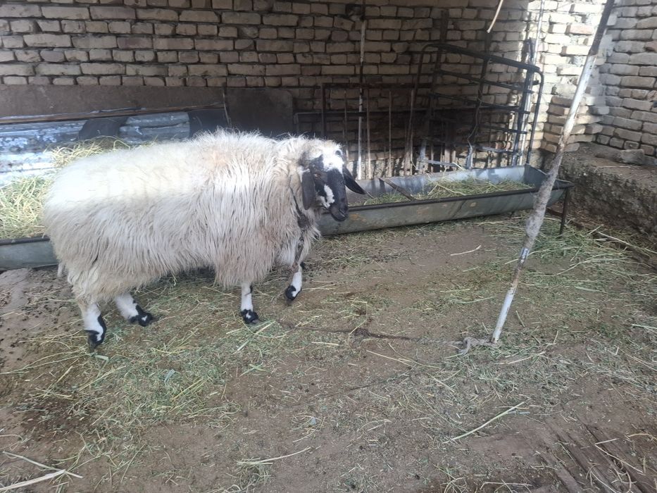 Кучкор сотилади срочни