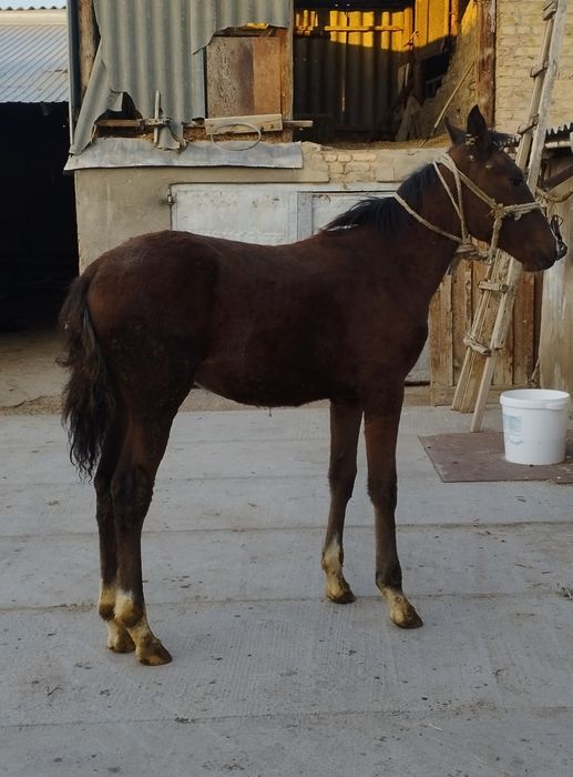 Жабағы сатылады еркек