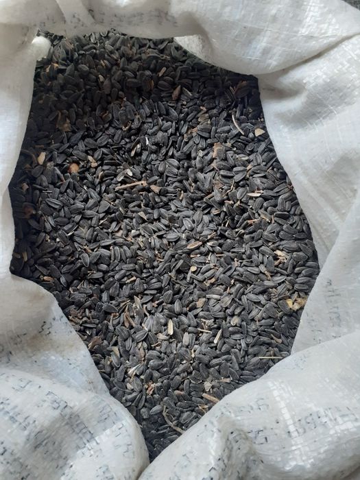 Floarea Soarelui 2025