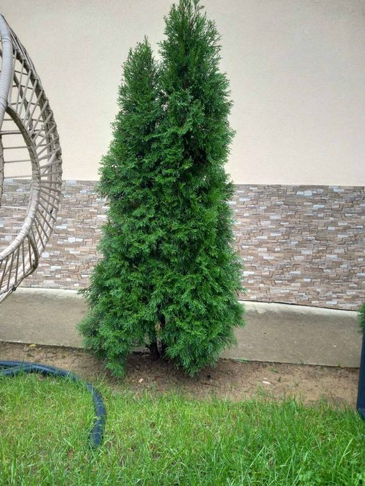 Туя Смарагд от 150 до 210см