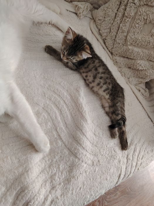 Отдам котят в добрые руки