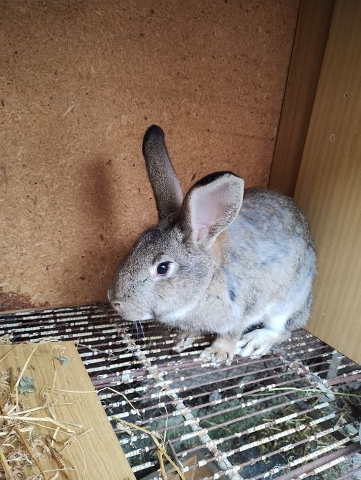 Заек женски бременен