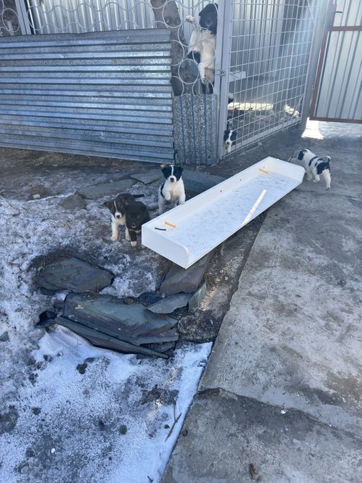 Отдам щенят в хорошие руки