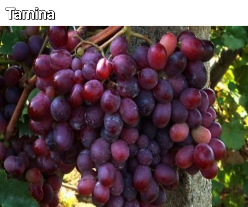Vita de Vie Butasi