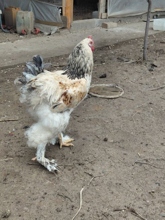 Брамма әтеш петух 6 айлық