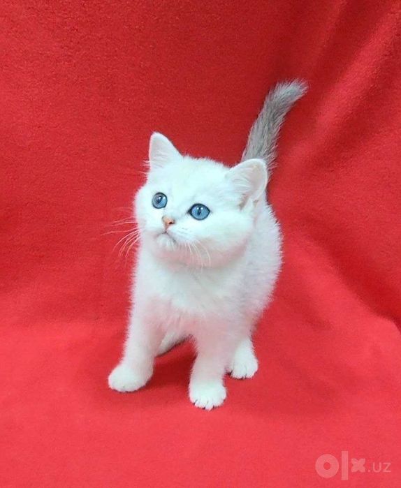 Silver shinshila british 1.5 oy tozza kon