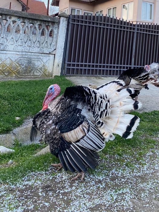 Vând curcani de țară 400 lei bucata în viu.
