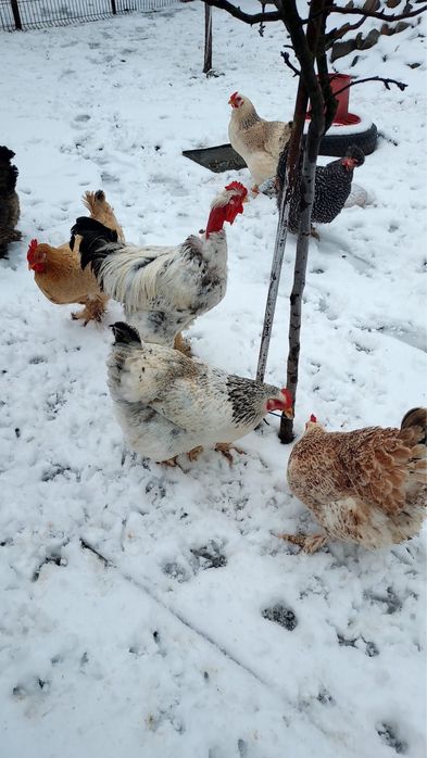 Gaini si cocos de vanzare