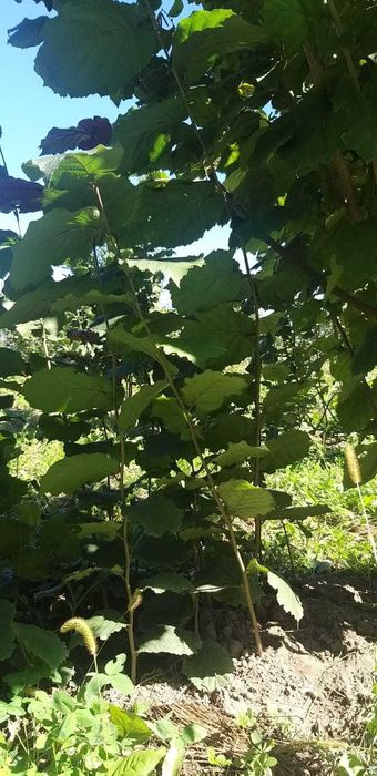 Продам Саженцы фундука