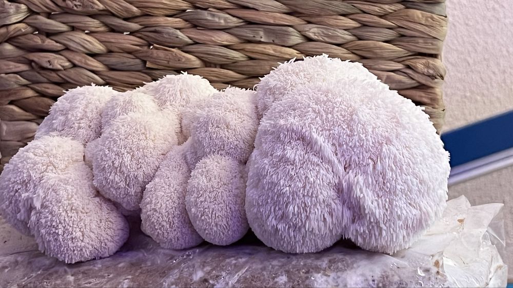 Ciuperci Lion’s Mane (Coama leului)