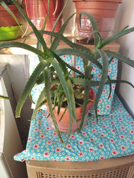 Aloe vera in ghiveci