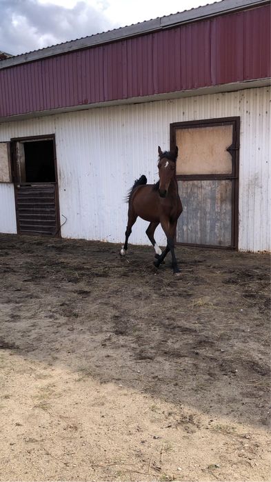 Продам жеребчика