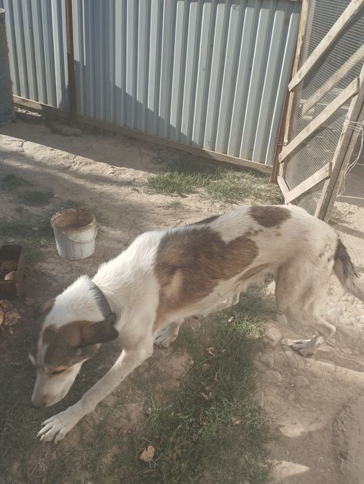 Ит бар алып кетсеңіздер болды