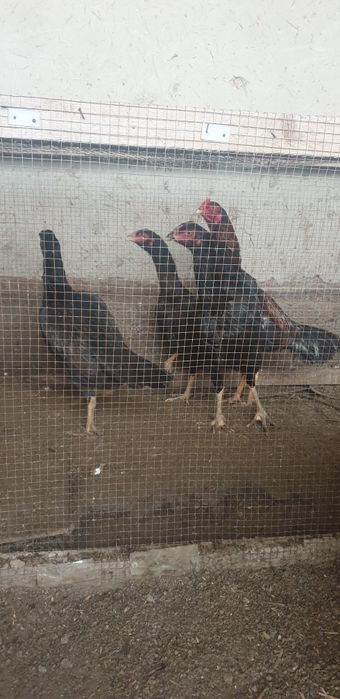 Kulangi tovuqlar sotiladi 3 ta