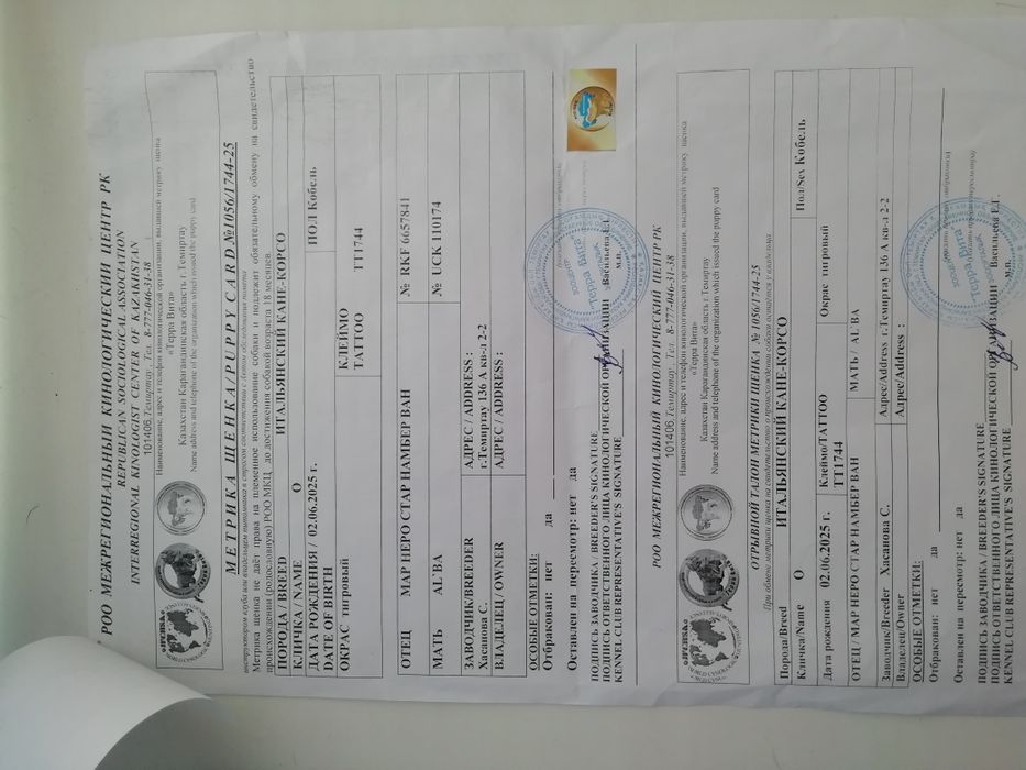 Щенок Кане корсо