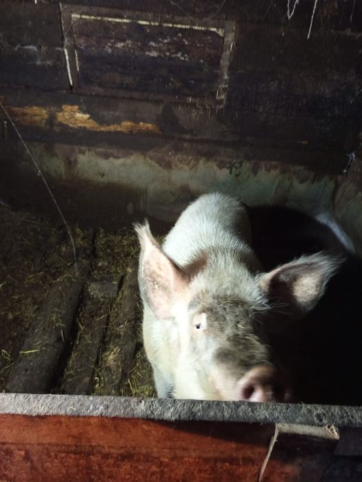 Проверенный КАБАК ..на племя