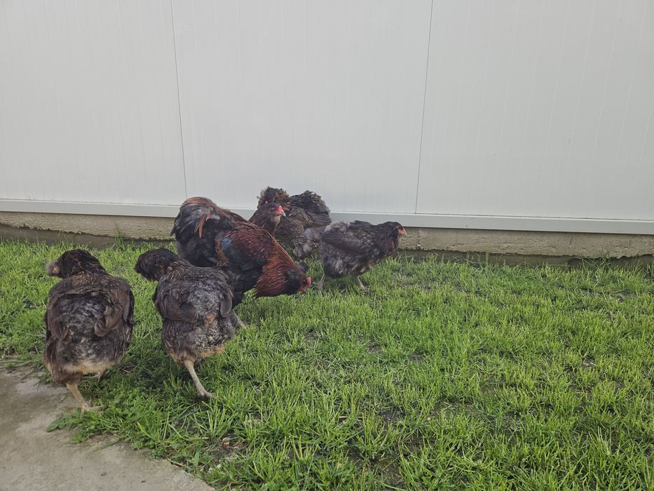 Ouă pentru incubat Araucana