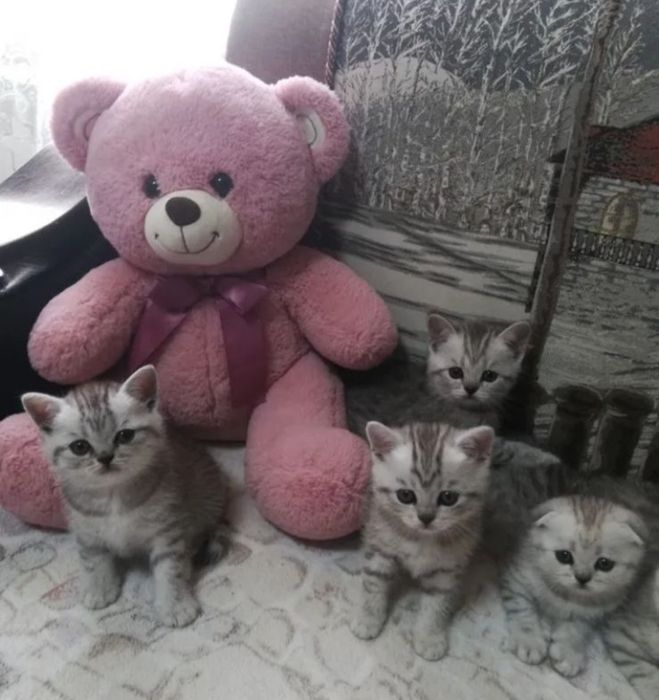 Шикарнейшие Котята