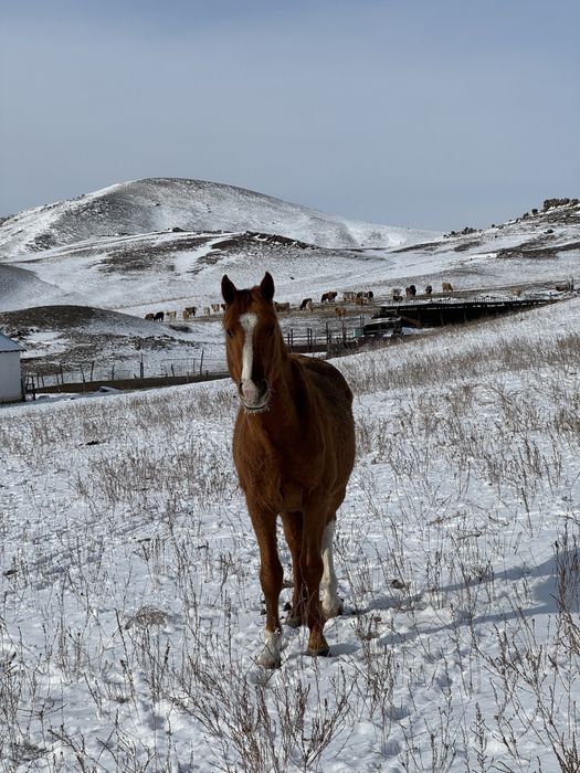 5 жасар айғыр сатылады