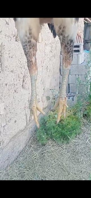 Бойцовый кораз шоже