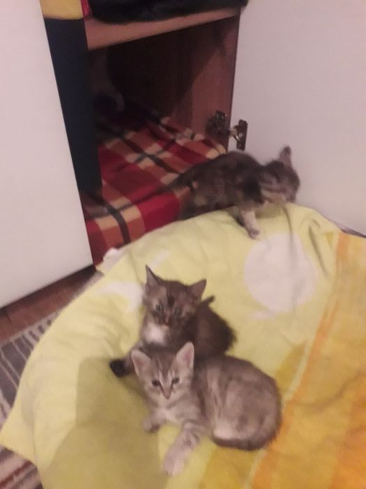 Отдам котят в добрые руки