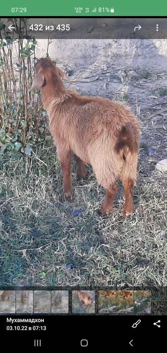 Англонубин такача  еш сотилади