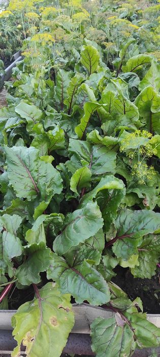 Продается Дача .