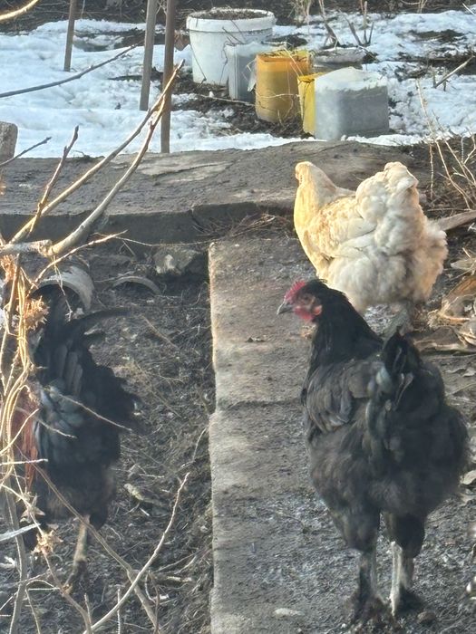 Молодые петухи.