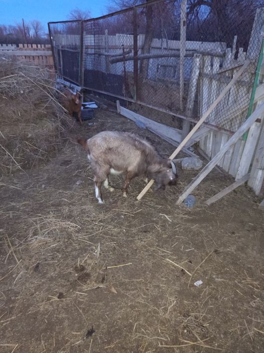 Теке лактар сатылады.