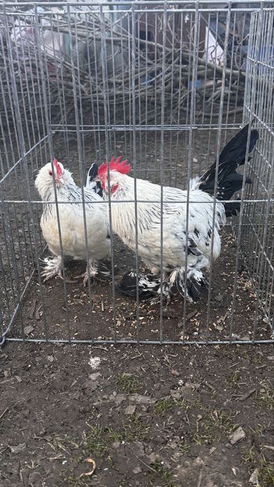 Pasari rasa pitica mii de flori