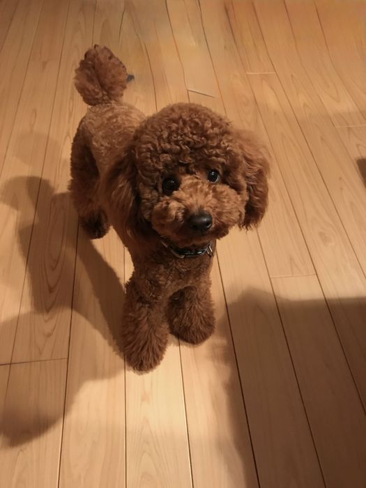 Той- пудел мини