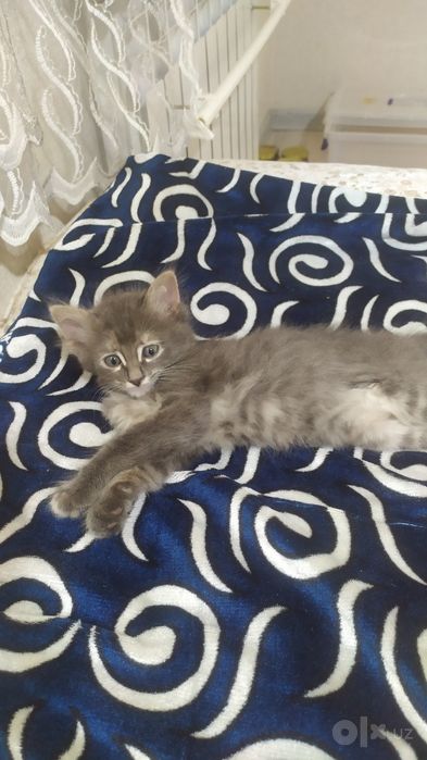 Котёнок 1,5 месяца. В Чирчике.