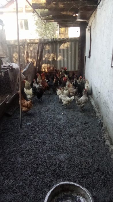 Продам  куриц !!!