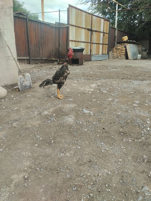 Дакан нннннннееееееее