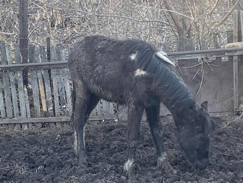 Жеребенок 10 месяцев