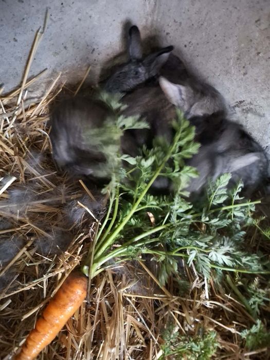 Iepuri diverse marini si culori