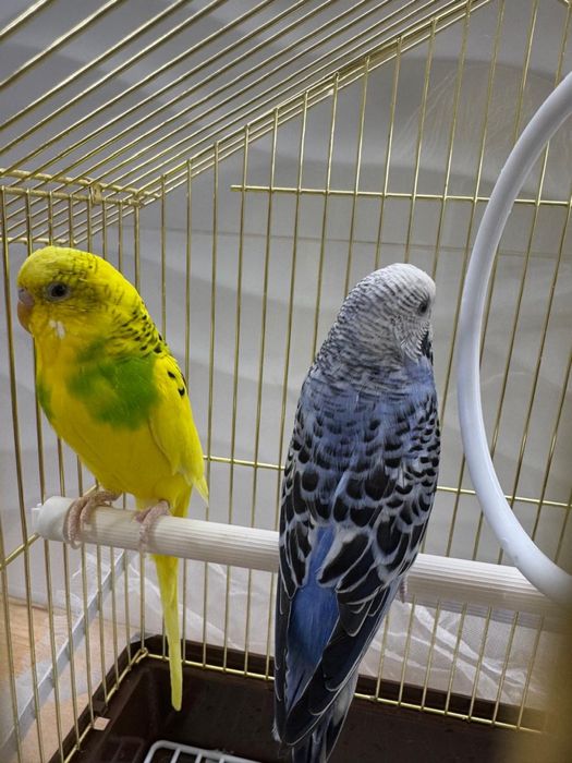 Попугай волныстые, продам