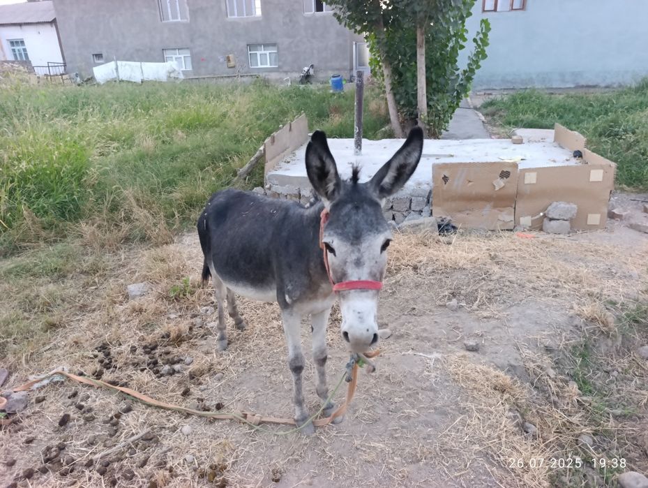 Oshiqdan keyin spermani mushukka kiritadi