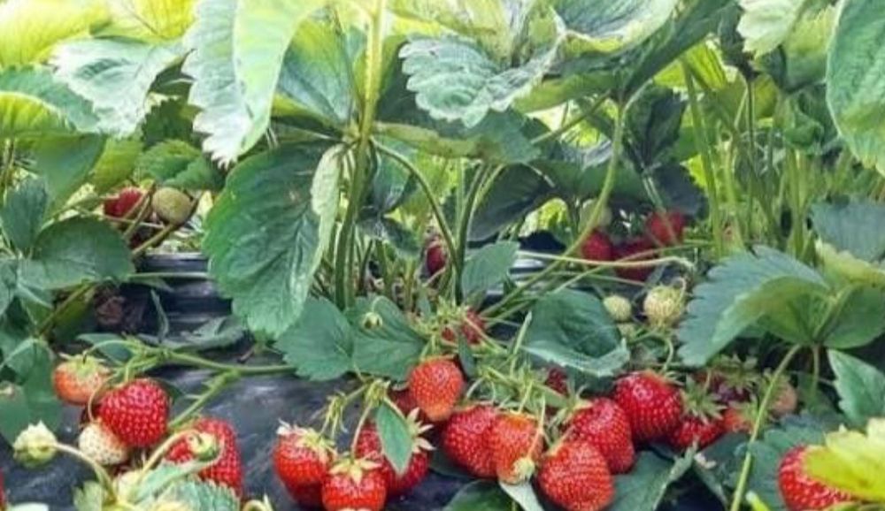 Продам ремонтную клубнику.