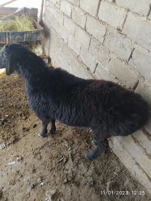 Qora qo'chqor sotiladi