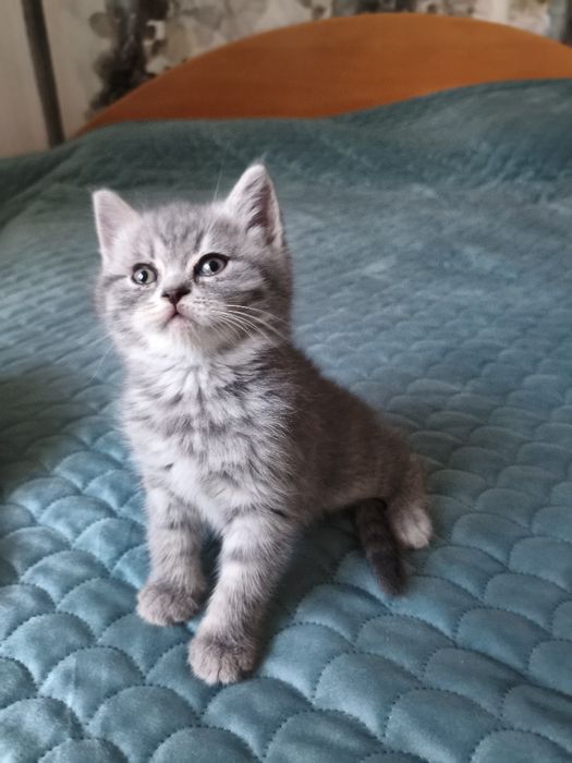 Британски котенца