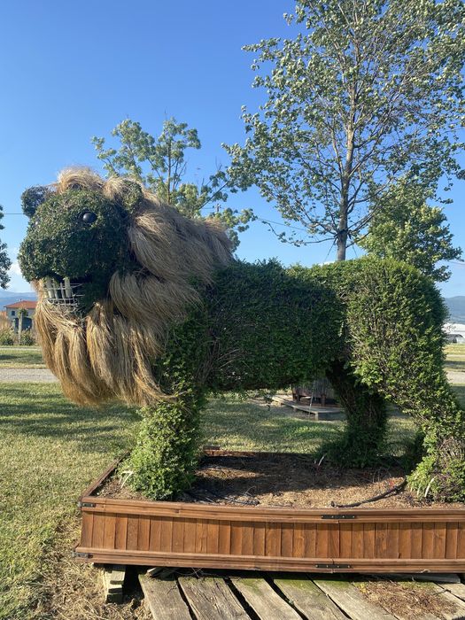 Plante aduse la comandăl
