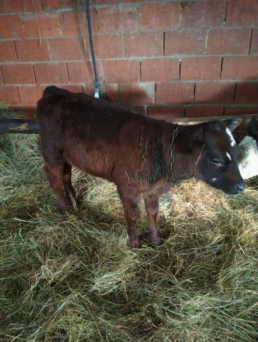 Vând tăurași și vițele